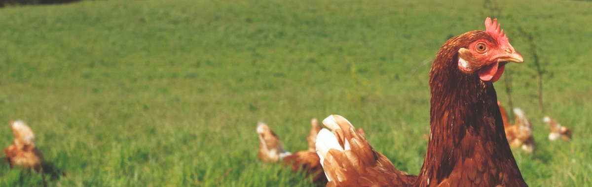 Hen Pasture Free Range